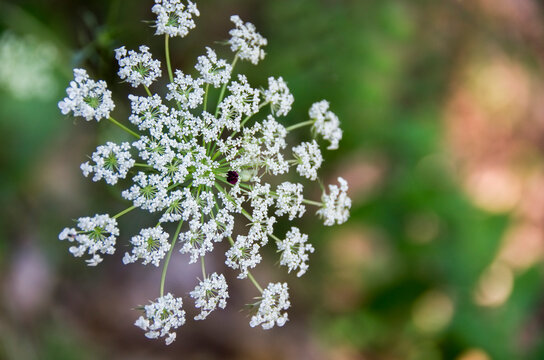 Close up of a cow parsley flower (Coriander)