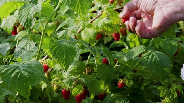 Close-up of a hand that carefully picks ripe raspberries from a bush against the backdrop of a summer sunny day, picks raspberries on a plantation, picks raspberries.