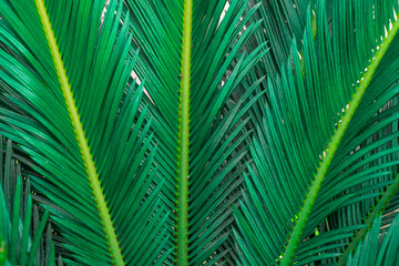 Naklejka na ściany i meble Dark green coconut leaf background. Leaf background. Dark blue sky background. Your idea. Nature background.