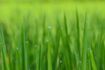 Object A dewdrop is on the tip of a rice leaf, the rice leaf is green.