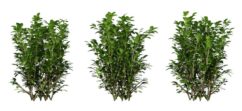 Ligustrum ovalifolium plant on transparent background, garden design, outdoor plants, 3d render illustration.