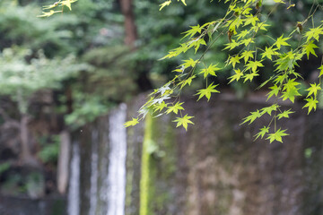 日本で見られる新緑の紅葉