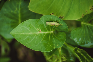 A grasshopper on a taro leaf in the garden, a fresh green taro leaf.