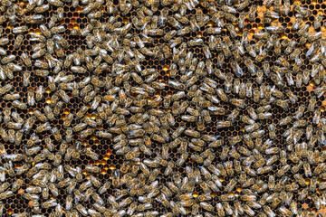 Colony of bees on honeycomb in apiary. Beekeeping in countryside. Wooden frame with honeycombs, closeup