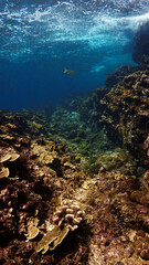 Underwater photo of a coral reef in Thailand