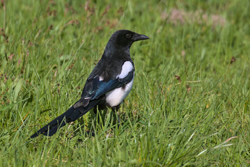 A bright magpie with a long tail is looking for food in the green grass. Amazingly colorful feathers that shimmer when exposed to light. City birds. Spring park.