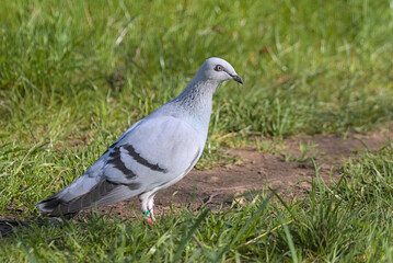 A magnificent white dove is looking for food in the park. Ice dove. City birds.