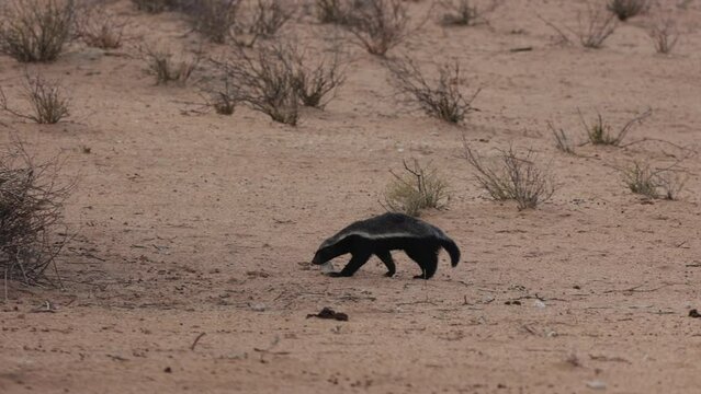  a Honey badger on the move