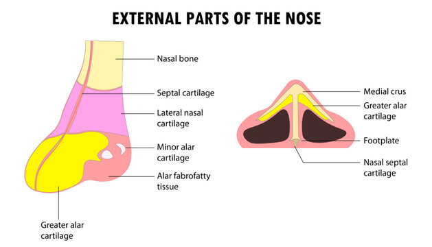 Diagram of the external parts of the human nose