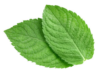 Mint leaves isolated