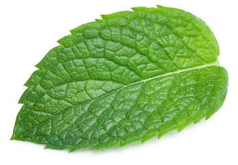 Fototapeta na wymiar Mint leaves isolated on white