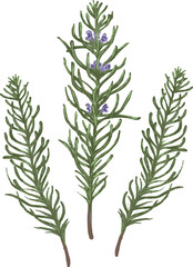 ローズマリー　マンネンロウ　夏　花　ボタニカル　植物　手描き　アナログタッチ　イラスト素材