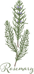 ローズマリー　マンネンロウ　夏　花　ボタニカル　植物　手描き　アナログタッチ　イラスト素材