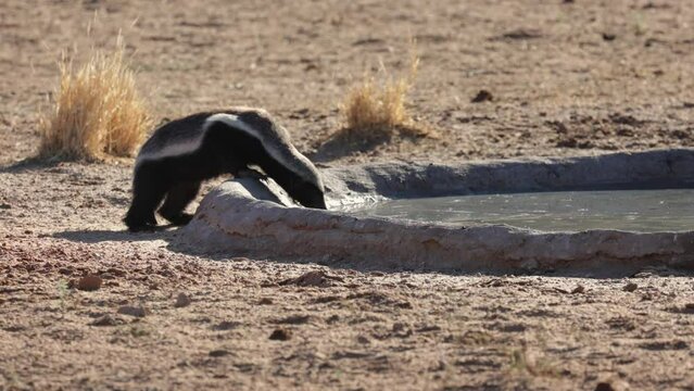 a honey badger drinking water