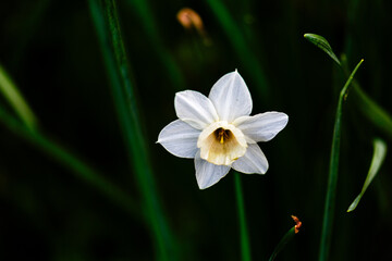Blooming narcissus poeticus in the spring