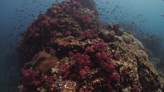 coral reef soft coral red tin dang. Thailand