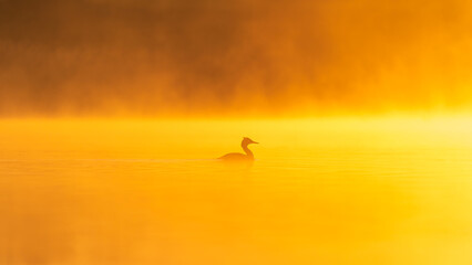 A great crested grebe on a misty lake at sunrise