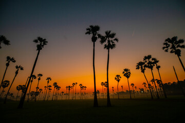 Silhouette morning sunrise rice plantation field with coconut palm tree blue sky