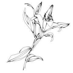 black and white flowers