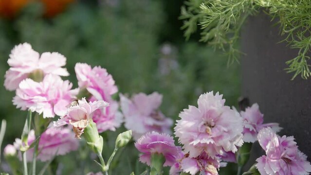 Close up video of a Honey Bumble bee collecting pollen from pink and purple Carnation flowers, on a sunny summers day.