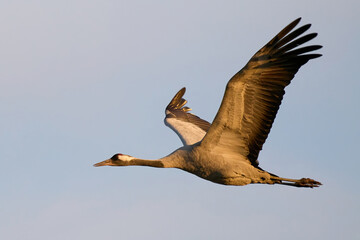 Obraz premium Common crane (Grus grus)