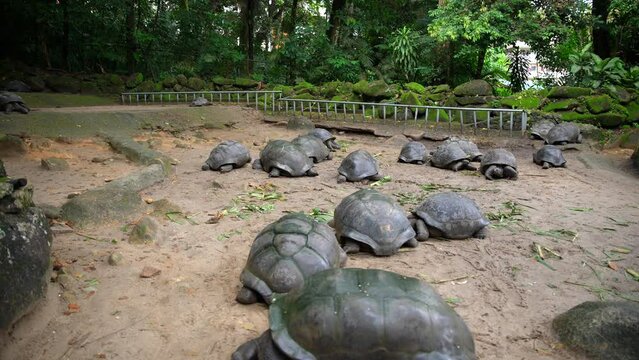 Video of incredible land turtles from a botanical garden in Victoria on Mahe island in Seychelles. Footage filmed with a camera on a gimbal moving cinematically. Filmed on a beautiful contrasty day.