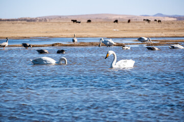 White swans on the lake in Central Mongolia