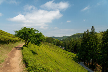 Champ de thé à Boseong en Corée du sud