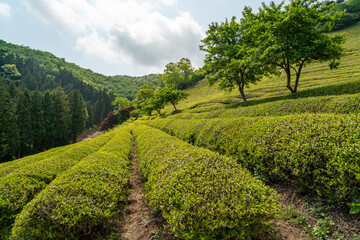 Fototapeta na wymiar Champ de thé à Boseong en Corée du sud