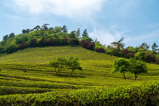 Champ de th&eacute; &agrave; Boseong en Cor&eacute;e du sud