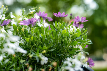 Beautiful purple American daisy flowers and white lobelia flowers. balcony. Large blurry trees in the background