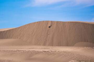 Elsen Tasarkhai or mini-Gobi is located 280km west of Ulaanbaatar in Mongolia, It is a sand dune that stretches 80km long, and 5km wide in Hugnu-Tarna National Park