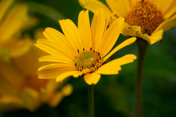 yellow flower