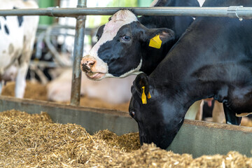 agriculture industry, feeding beefs in the farm yard