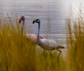 A pair of flamingos near the shoreline, seen through the reeds, in Bolivia.
