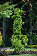 Portrait View Buddhist Pine Or Podocarpus Macrophyllus Ornamental Plants In A Garden Under The Midday Sunlight