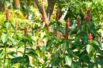 Fresh Natural Beauty Green Leaves And Red Flowers Crepe Ginger Plants Under The Sunlight In The Garden