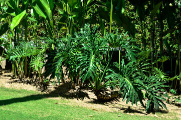 Lacy Leaf Philodendron Or Philodendron Bipinnatifidum Plants With Unique Broad Leaves In The Scorching Sunlight In The Garden - obrazy, fototapety, plakaty