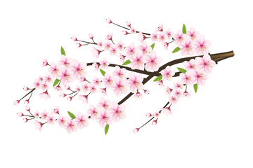 Realistic blooming cherry flowers and petals illustration,cherry blossom vector. pink sakura flower background. cherry  blossom flower blooming vector