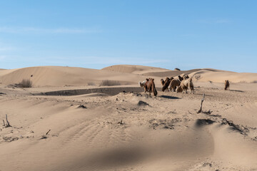 Fototapeta na wymiar Elsen Tasarkhai or mini-Gobi is located 280km west of Ulaanbaatar in Mongolia, It is a sand dune that stretches 80km long, and 5km wide in Hugnu-Tarna National Park
