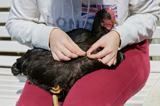 Animal care taker removes pus from the wound on a chicken