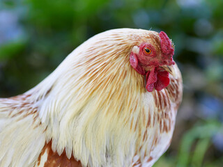 Close up of a white rooster