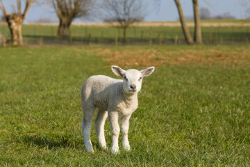 Fototapeta premium Cute white lamb on meadow