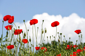 Klatschmohn vor blauem Himmel mit weißen Wolken.