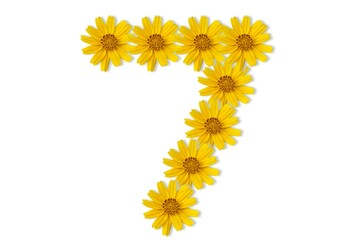 yellow flowers isolated on white background