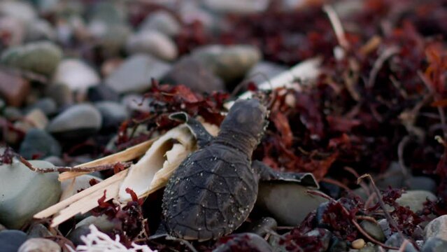 Baby turtle trying to make its way to the sea, through pebbles and sargassum