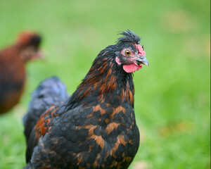 Young brown chick free in garden