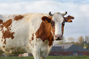Fototapeta na wymiar Brown white cow on the meadow