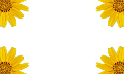 yellow flowers frame