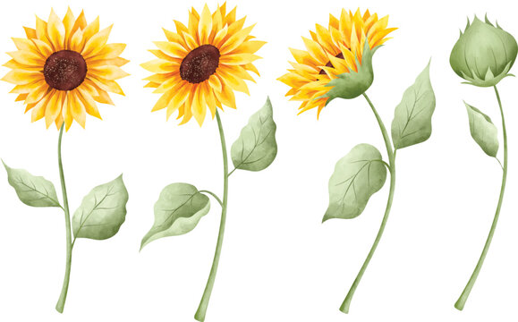 Watercolor Illustration set of beautiful sunflower